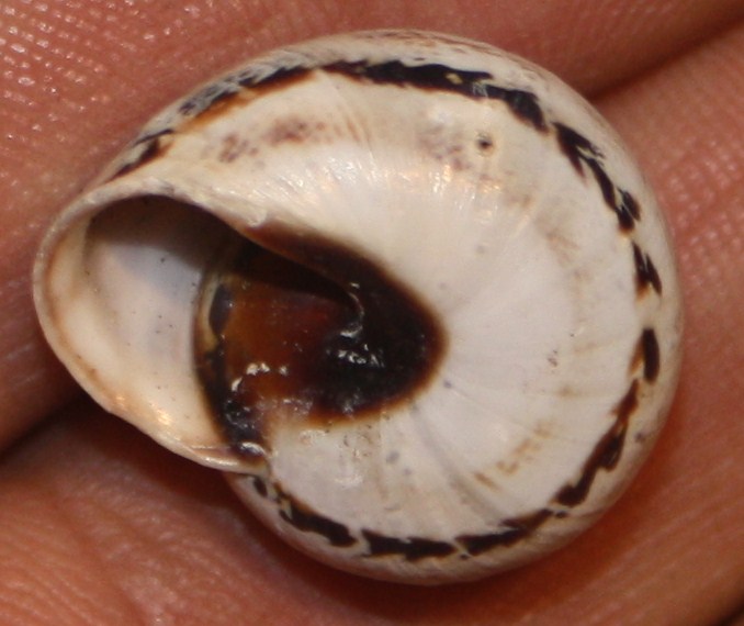 Helicidae da identificare
